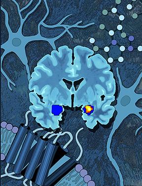 Systems and Behavioral Neuroscience